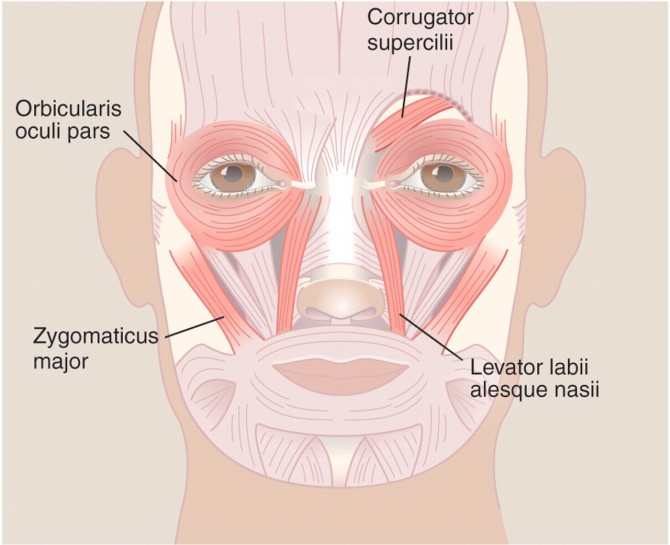 표정에 관여하는 근육들. 추미근(corrugator supercilii)은 부정적인 감정일 때 찌푸린 표정을 띠게 하고 눈둘레근(orbicularis oculi pars)과 큰광대근(zygomaticus major)는 웃음을 지을 때 작용한다. 올림근(levator labii alesque nasil)은 혐오감을 나타낼 때 쓰인다. - 사이언스 제공